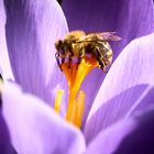 Bee on flower