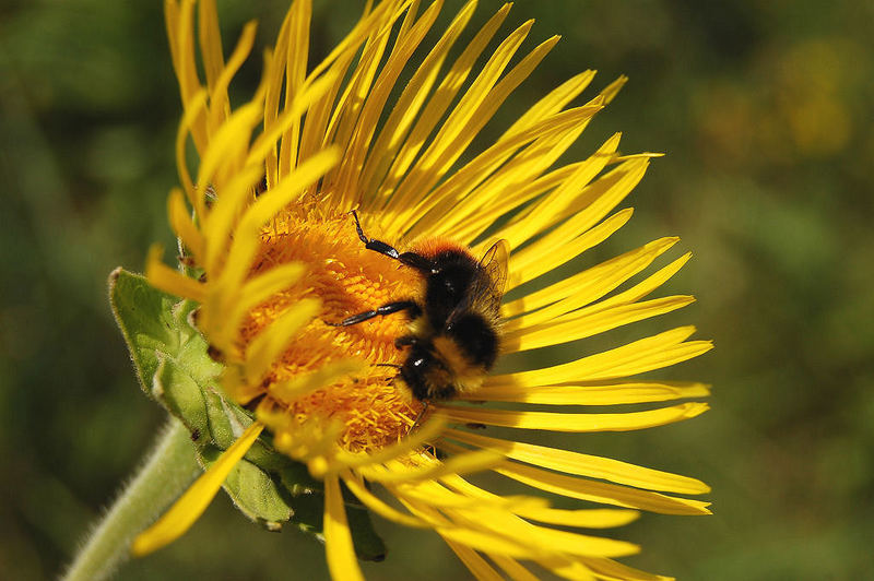 Bee on flower