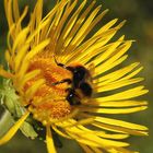 Bee on flower