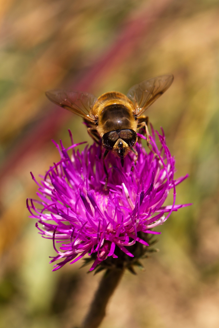 Bee on flower