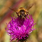 Bee on flower