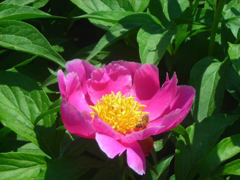 Bee on flower