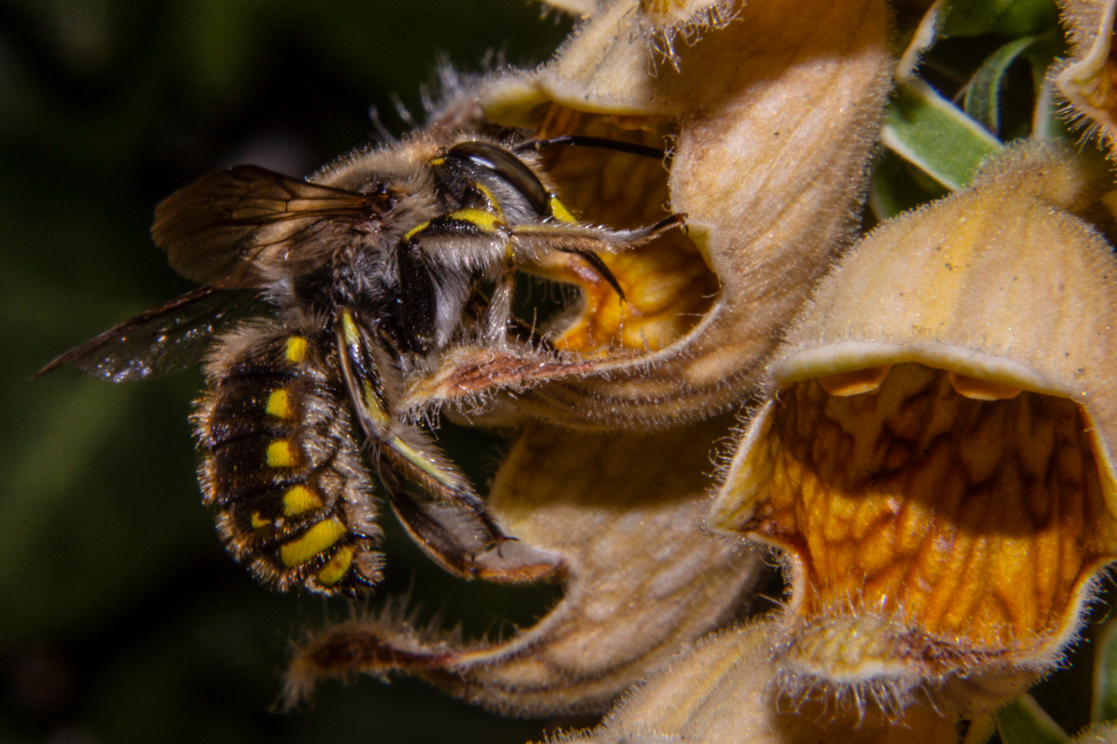 Bee On Flower Of Digitalis ferruginea