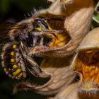 Bee On Flower Of Digitalis ferruginea