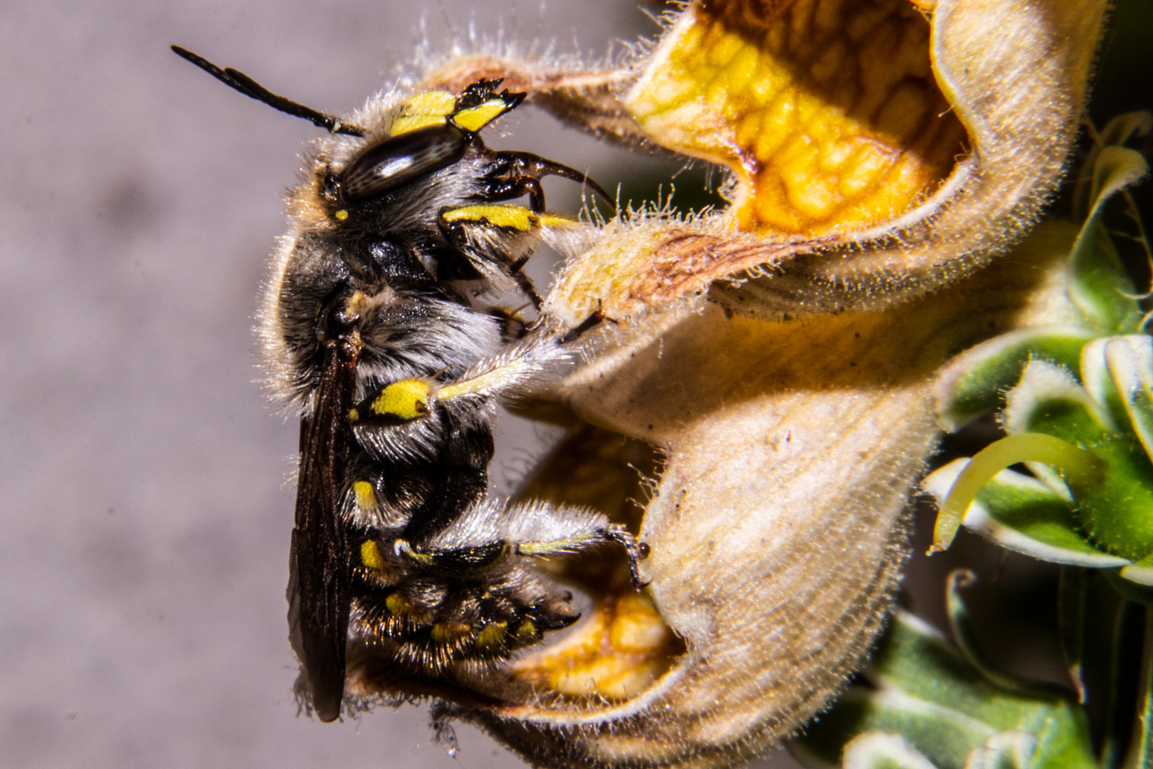 Bee On Flower Of Digitalis ferruginea