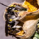 Bee On Flower Of Digitalis ferruginea