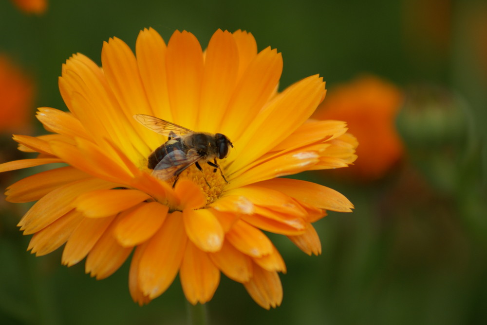 Bee on Flower1