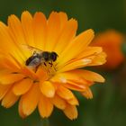 Bee on Flower1