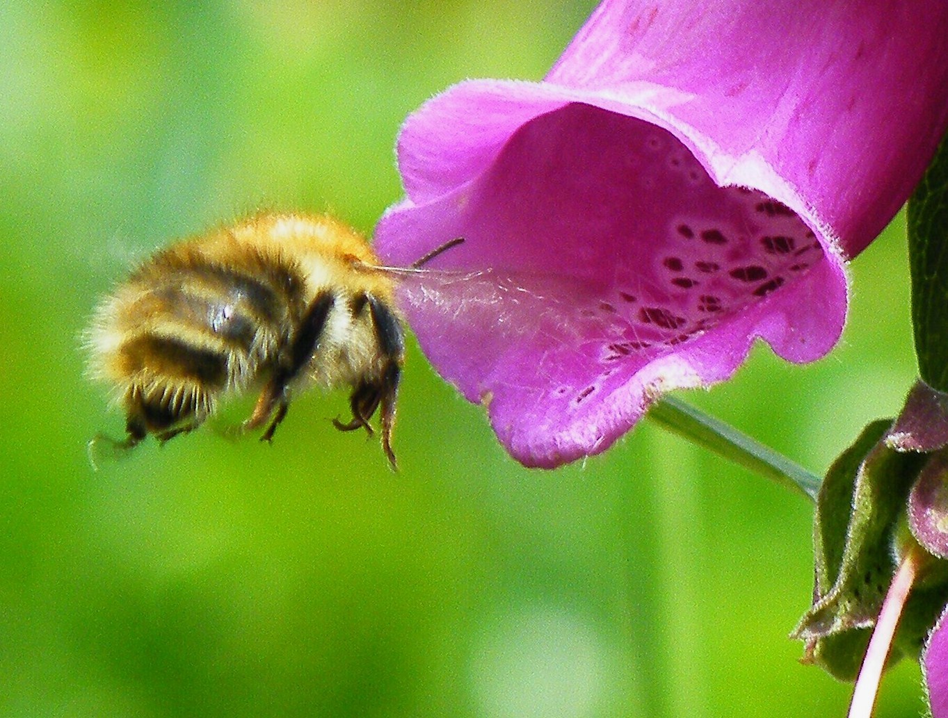 Bee on foxglove