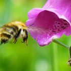 Bee on foxglove