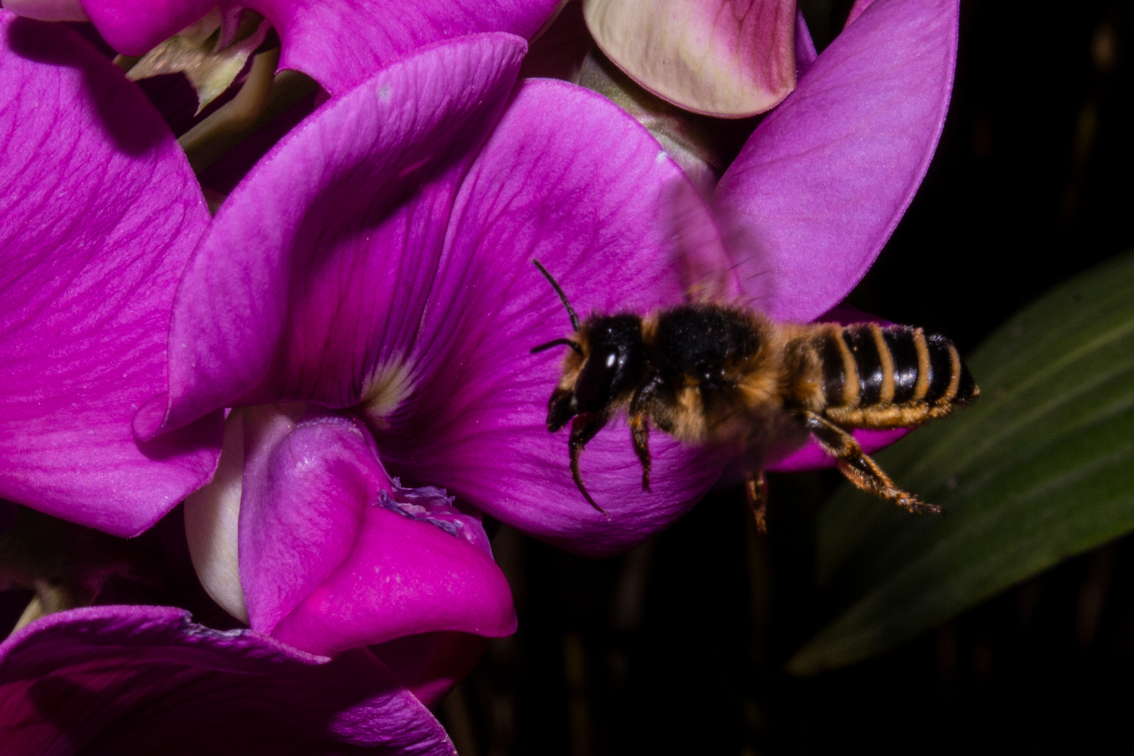 Bee on Lathyrus latifolius