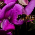 Bee on Lathyrus latifolius