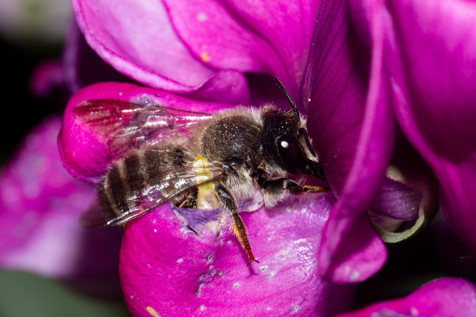 Bee on Lathyrus latifolius