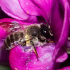 Bee on Lathyrus latifolius