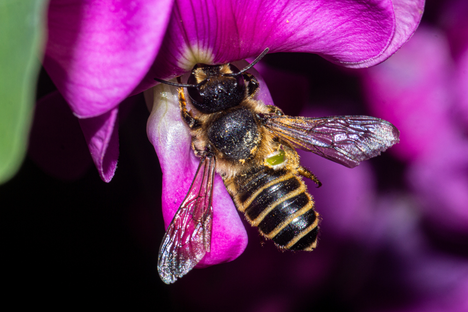 Bee on Lathyrus latifolius