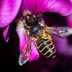 Bee on Lathyrus latifolius