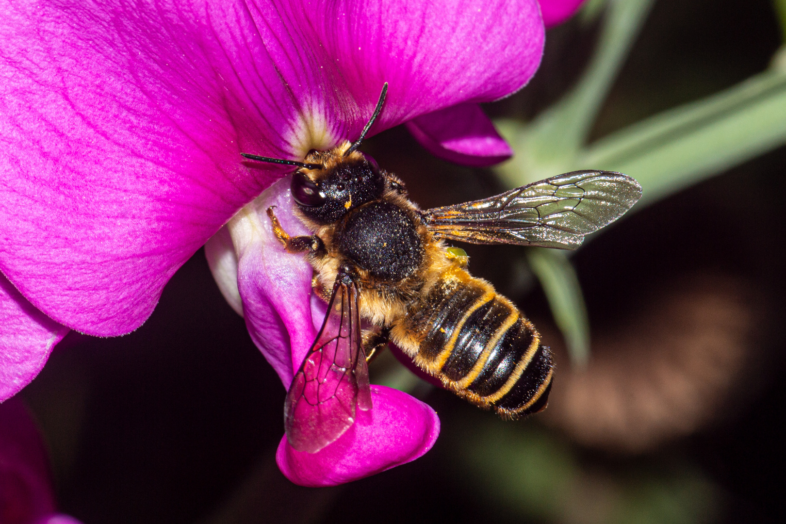 Bee on Lathyrus latifolius