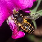 Bee on Lathyrus latifolius