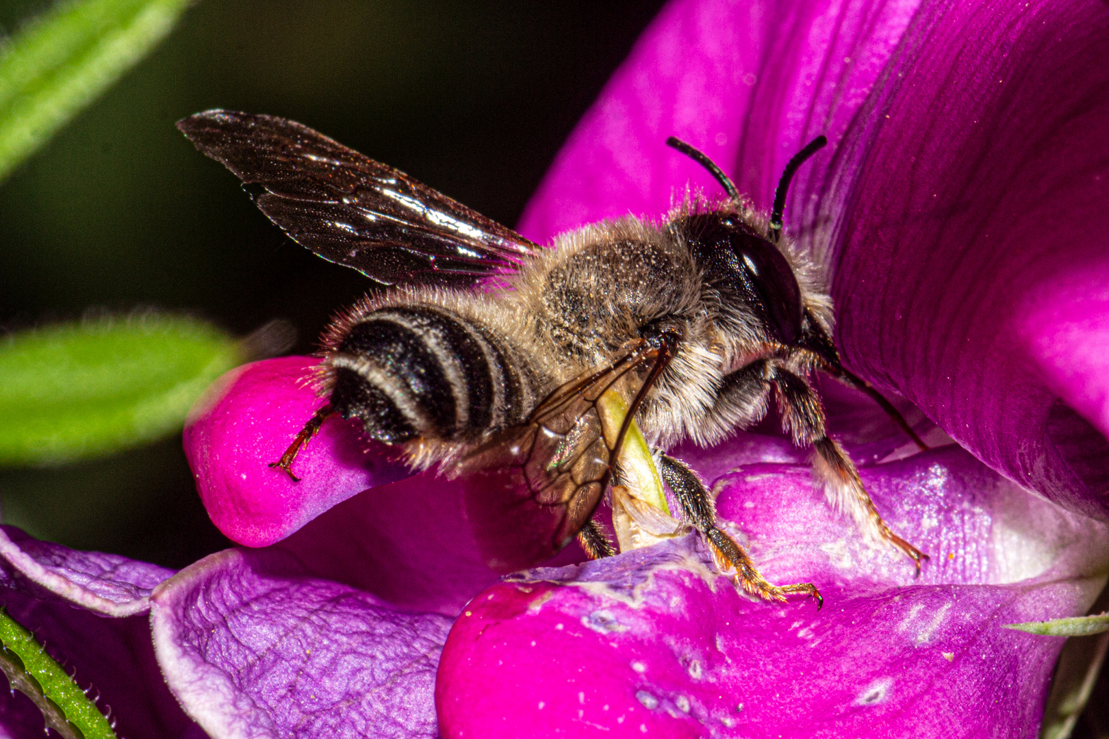 Bee on Lathyrus latifolius flower