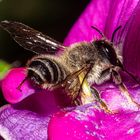 Bee on Lathyrus latifolius flower