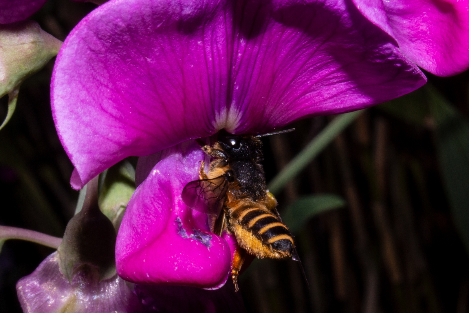 Bee on Lathyrus latifolius flower