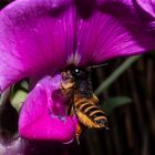 Bee on Lathyrus latifolius flower