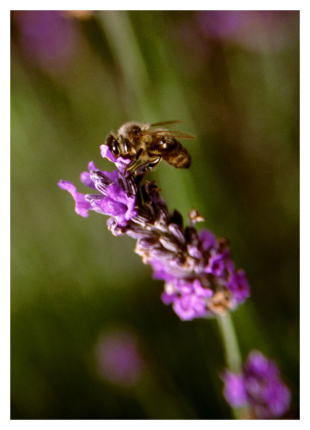 Bee on lavender