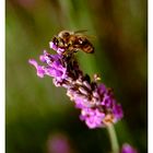 Bee on lavender