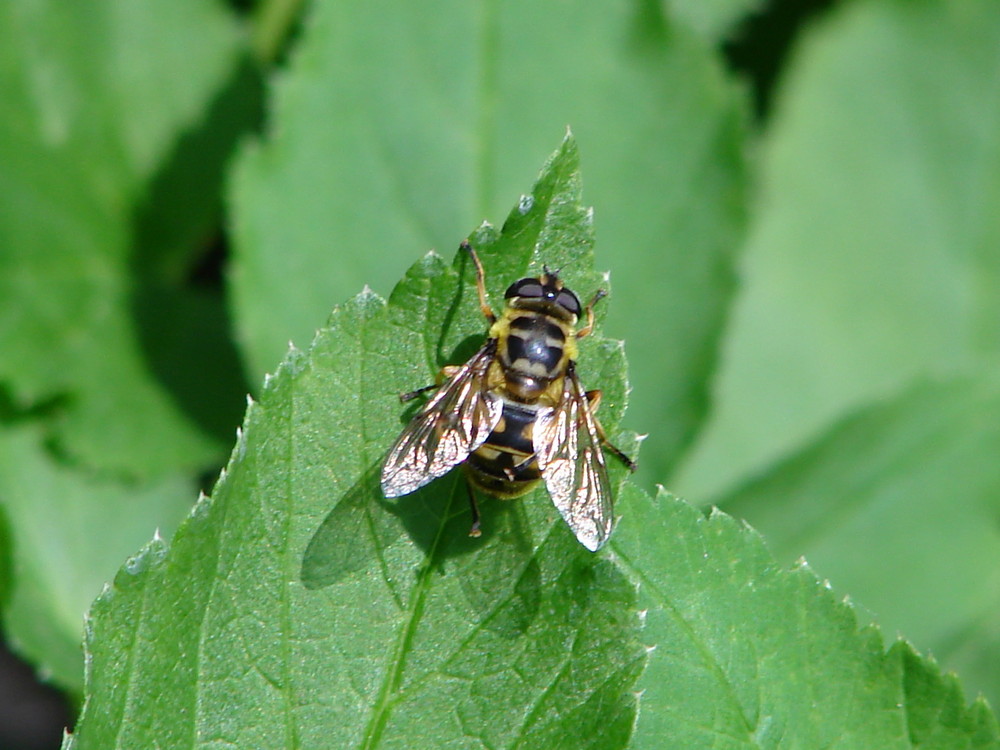 Bee on leaf