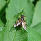 Bee on leaf