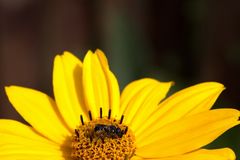 Bee on "oxeye"