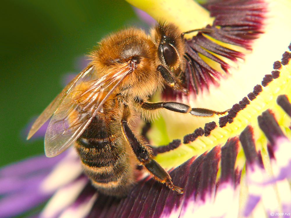 Bee on Passiflora