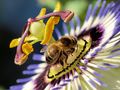 BEE on PassionFlower by Fons van Swaal