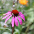 Bee on purple