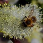 Bee on Pussy Willow