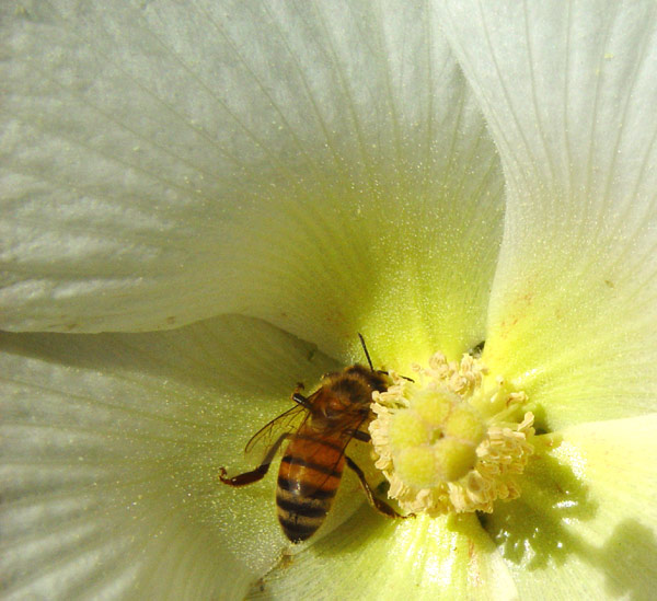 Bee on Rose of Sharon