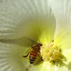 Bee on Rose of Sharon