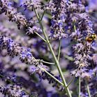 Bee on sage