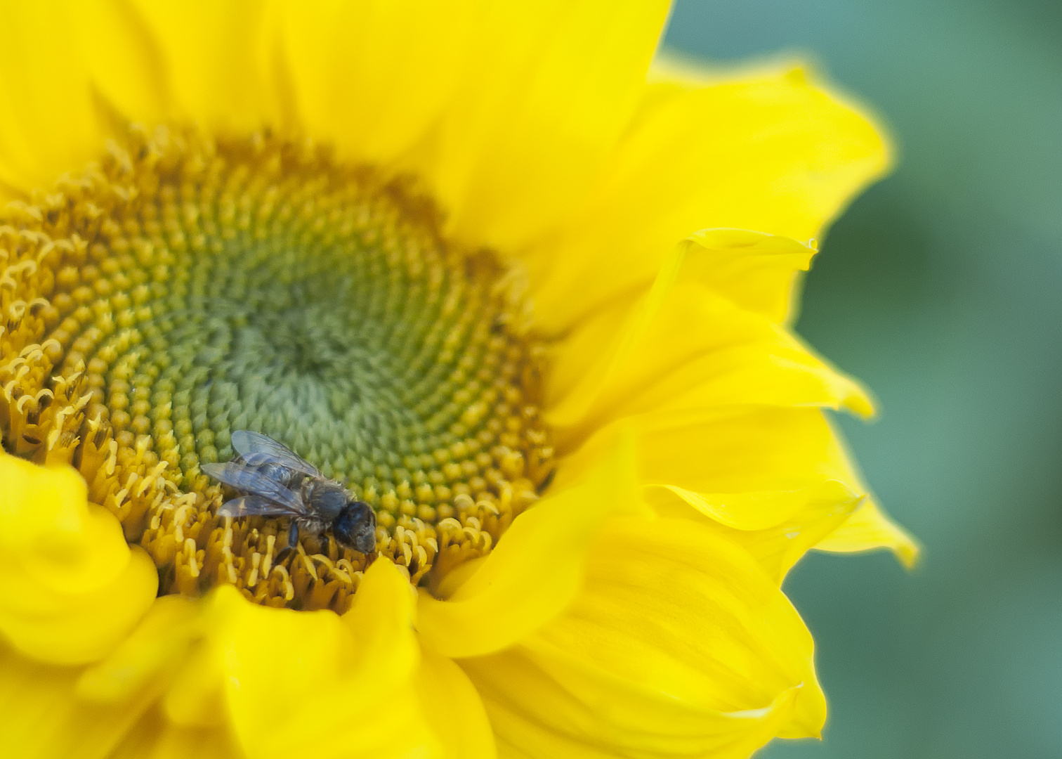 Bee on Sunflower