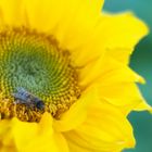 Bee on Sunflower