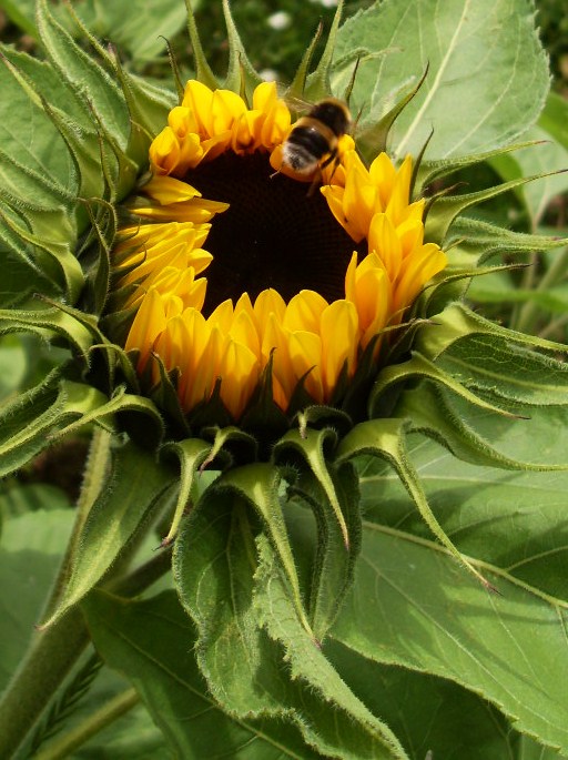 Bee on Sunflower