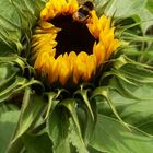 Bee on Sunflower