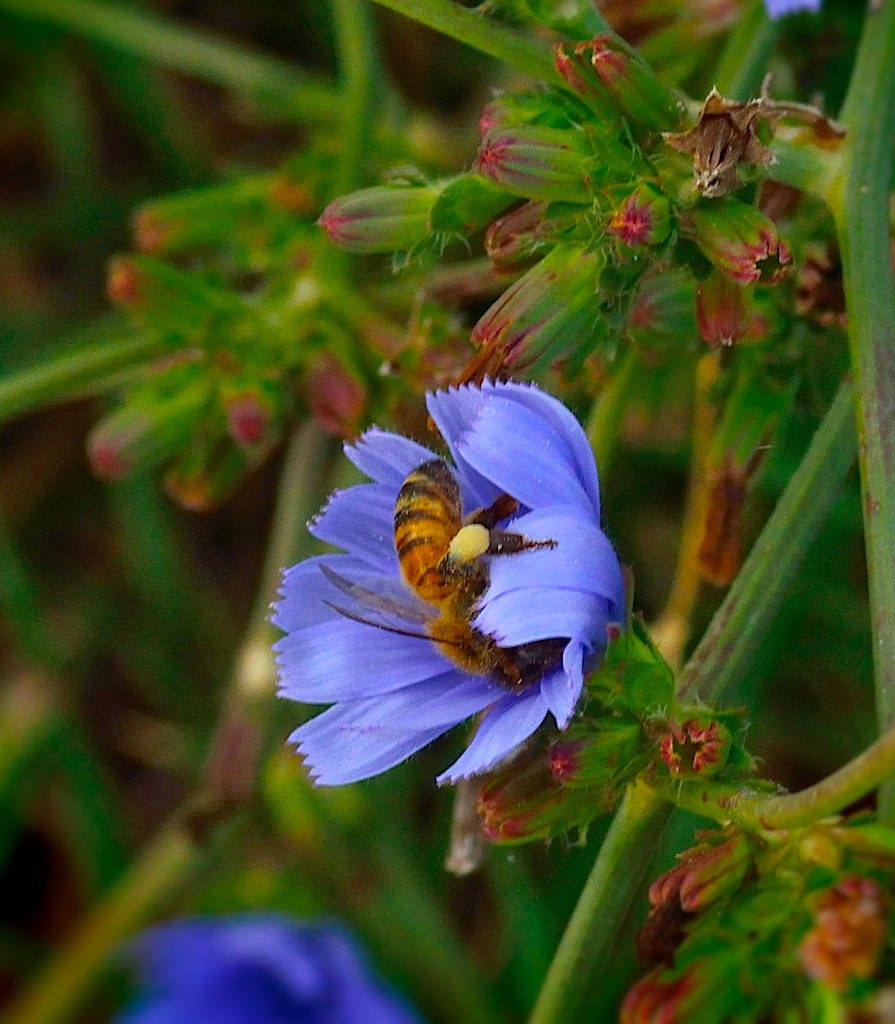 bee on the blue flower