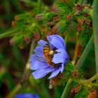 bee on the blue flower