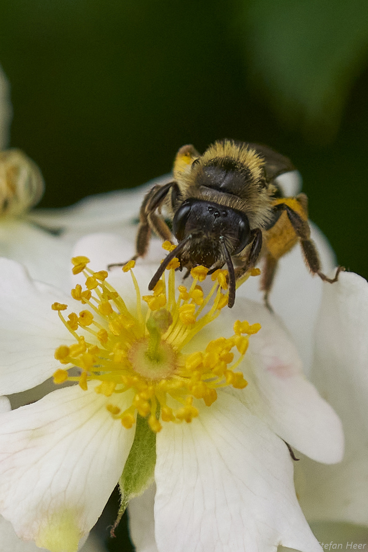 Bee on the flower