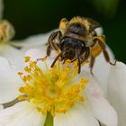 Bee on the flower