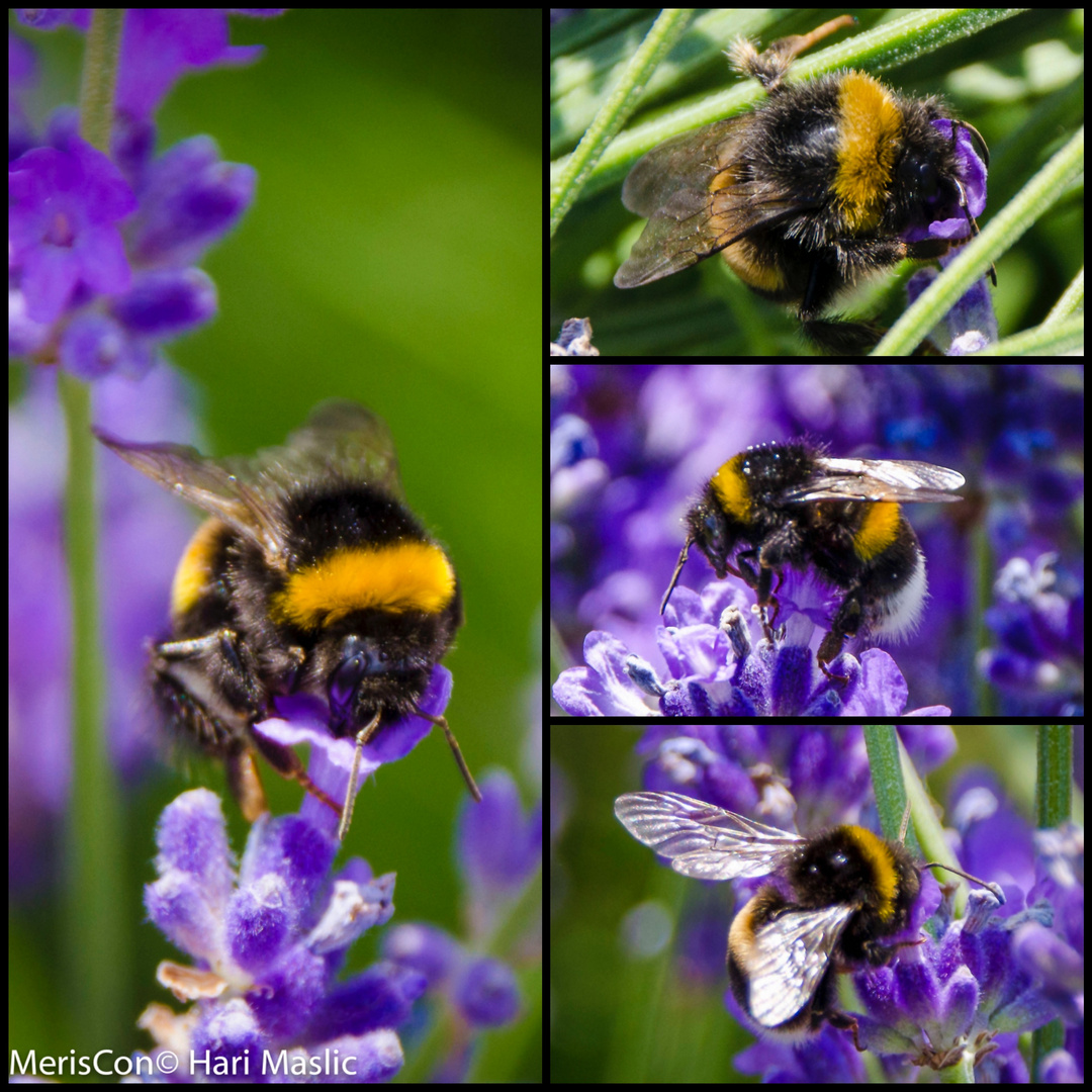 Bee on the levander