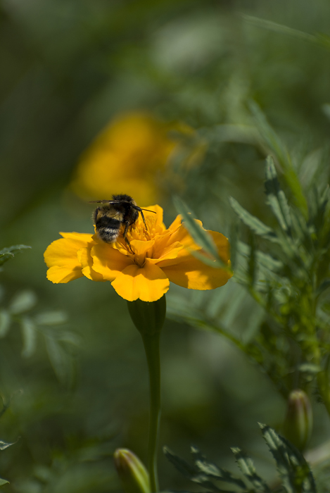 Bee on top (Biene oben)