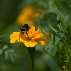 Bee on top (Biene oben)