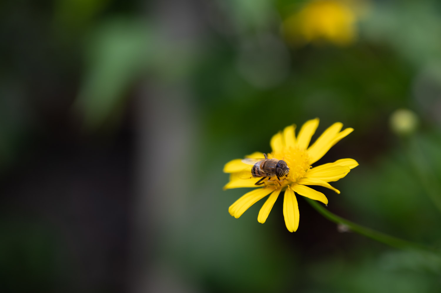 Bee on yellow flower